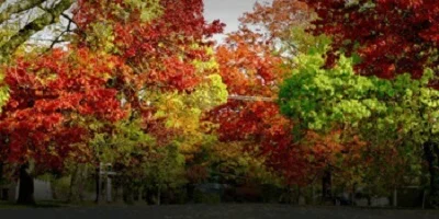 Removalists Central Highlands, Victoria