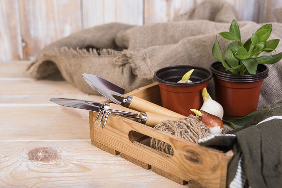 Ready-to-move garden plants and indoor products