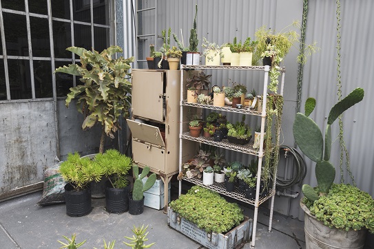 Garden plants ready for moving